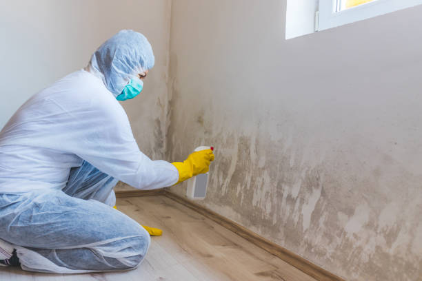 Licensed Black Mold Removal service in Union City, PA - WQB Mold Removal