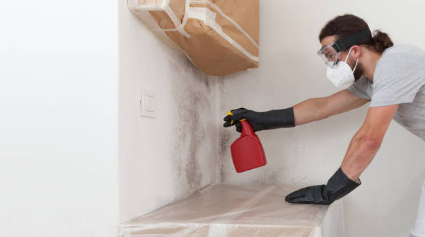 Professional Black Mold Removal technician working in Union City, PA