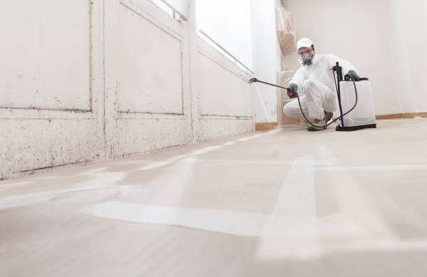 Trusted Black Mold Removal service in Union City, PA - WQB Mold Removal