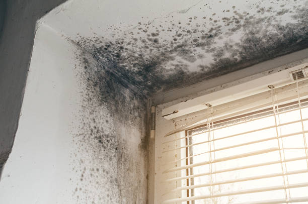 Affordable Black Mold Removal solutions in Union City, PA